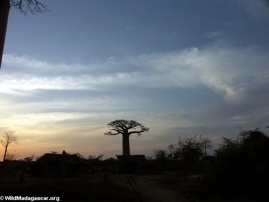 Baobabs (Morondava) [baobabs0148a]