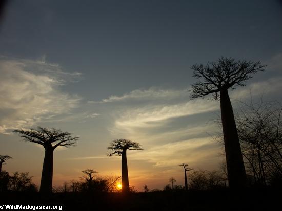 Baobabs (Morondava) [baobabs0149]