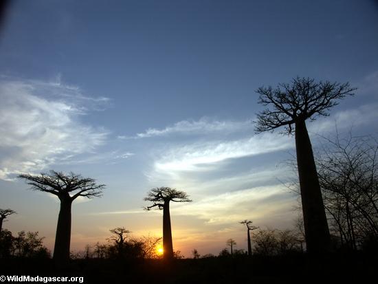 Baobabs (Morondava) [baobabs0149a]