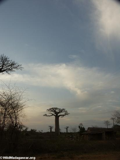 Baobabs (Morondava) [baobabs0150]