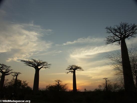 Baobabs (Morondava) [baobabs0152a]
