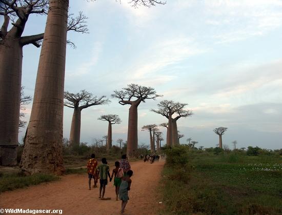 Baobabs (Morondava) [baobabs0156]
