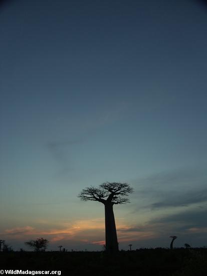 Baobabs at sunset (Morondava) [baobabs0163]