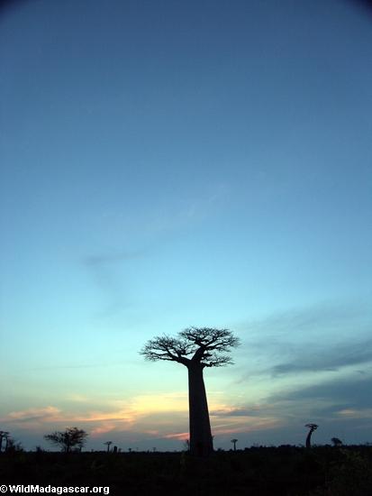 Baobabs at sunset (Morondava) [baobabs0163a]