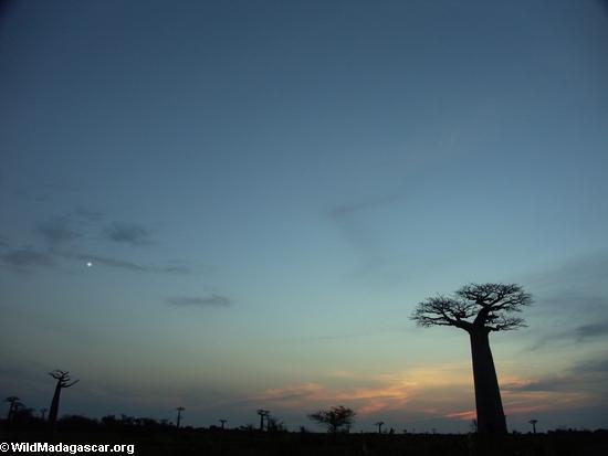 Baobabs at sunset (Morondava) [baobabs0165]