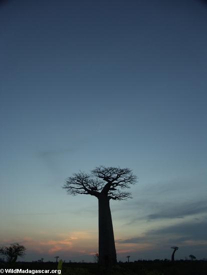 Baobabs at sunset (Morondava) [baobabs0166]