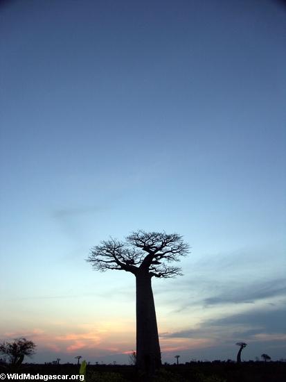 Baobabs at sunset (Morondava) [baobabs0166a]