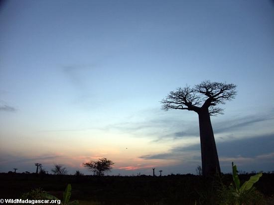Baobabs at sunset (Morondava) [baobabs0167a]