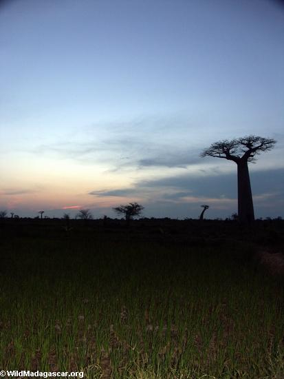 Baobabs at sunset (Morondava) [baobabs0171]
