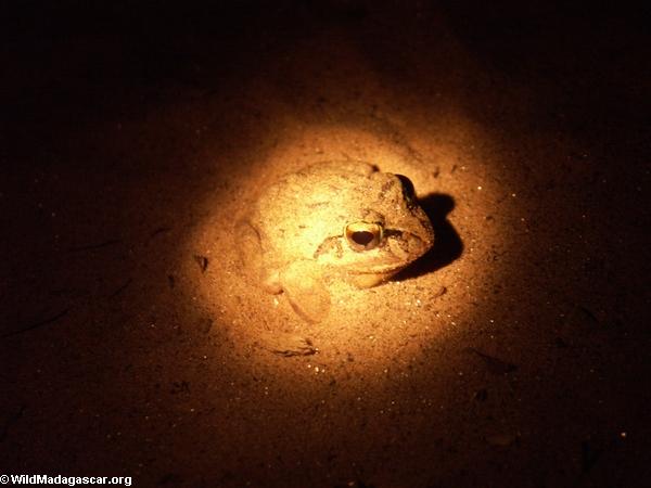 Frog at Bekopaka (Tsingy de Bemaraha)
