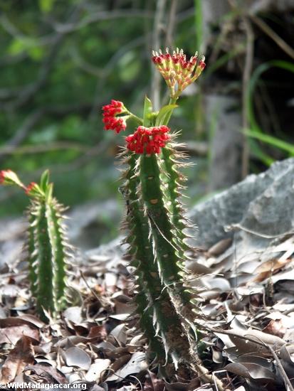 Blooming cactus (Tsingy de Bemaraha)