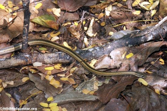 Mimophis mahafaliensis snake (Tsingy de Bemaraha)