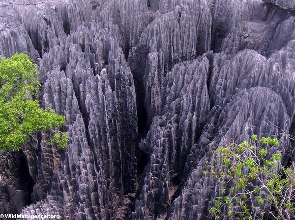 tsingy from above (Tsingy de Bemaraha)