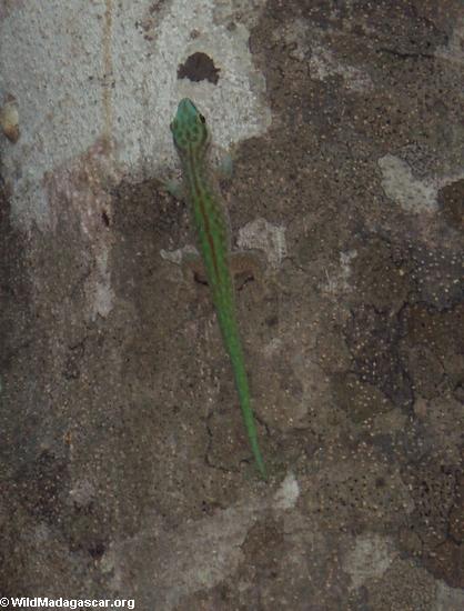 Phelsuma madagascariensis (Tsingy de Bemaraha) [tsingy_phelsuma_gecko_02]
