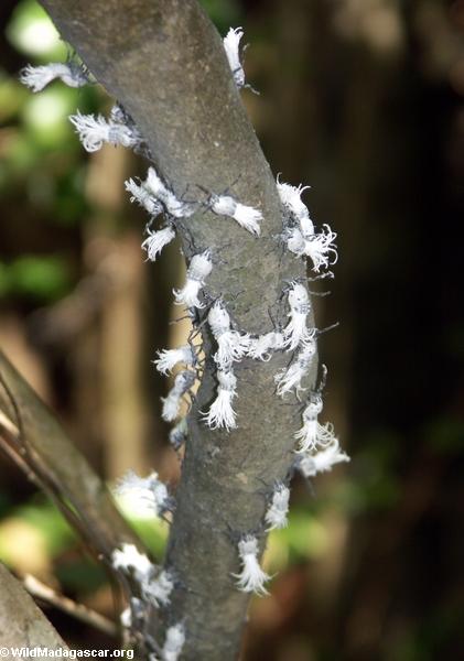 Flatid leaf bug nymphs; tree trunk (Tsingy de Bemaraha)