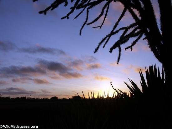 Spiny forest vegetation at sunset (Berenty) [berenty_sunset_veg0025]