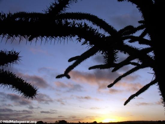 Spiny forest vegetation at sunset (Berenty) [berenty_sunset_veg0029]