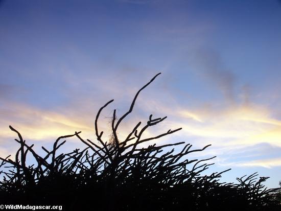 Spiny forest vegetation at sunset (Berenty) [berenty_sunset_veg00420]