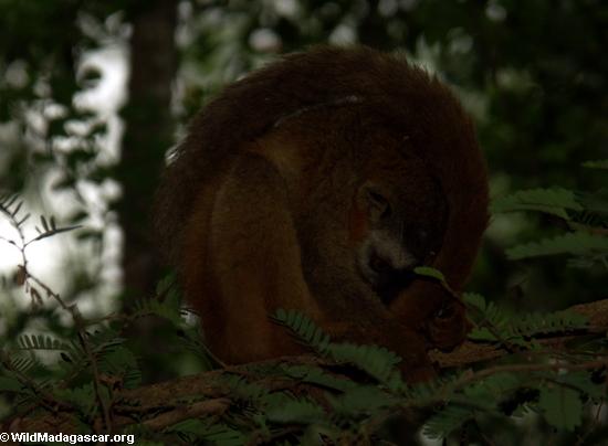 Red-fronted brown lemur keeping warm (Berenty)