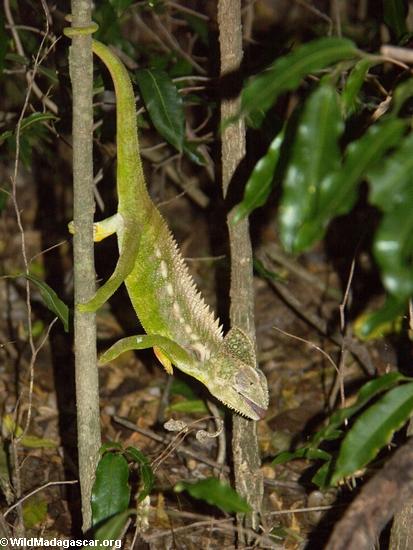 Furcifer verrucosus chameleon ready to eat insect (Berenty)