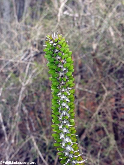 Alluaudia spiny plant (Berenty) [oct20-21_0029]
