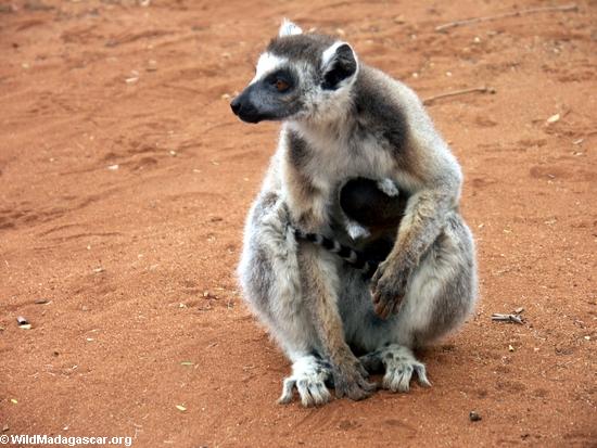 Mother ringtail with baby on stomach (Berenty)