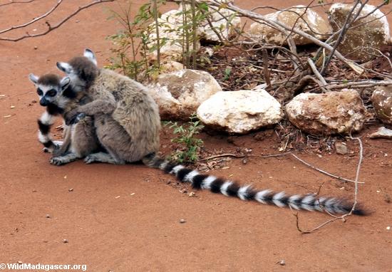 Huddled ringtail lemurs (Berenty)