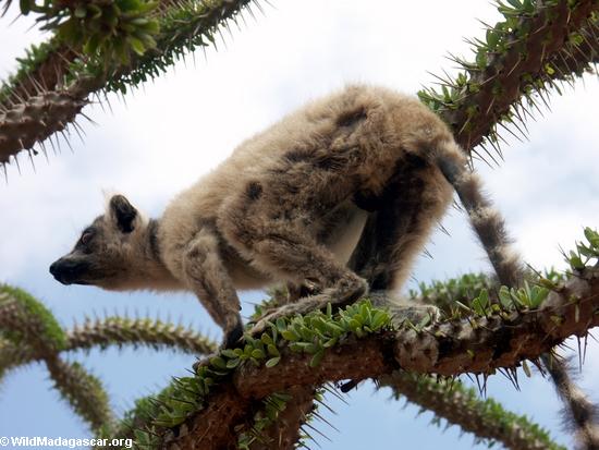 Ring-tailed lemur on spiny plant (Berenty)