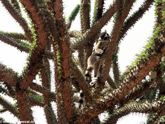 Ring-tailed lemur on Alluaudia (Berenty)