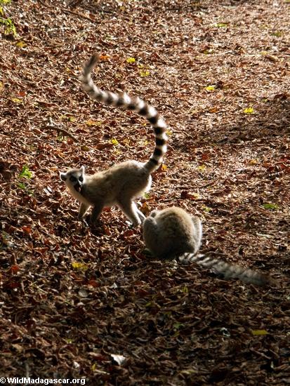 Excited ring-tailed lemur