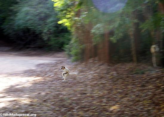 Sifaka caught in mid leap (Berenty)