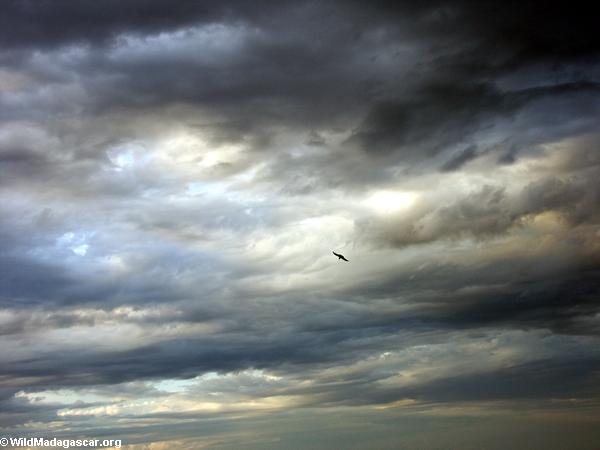 Pied crow flying at sunset above Isalo (Isalo) [1018-0044a]