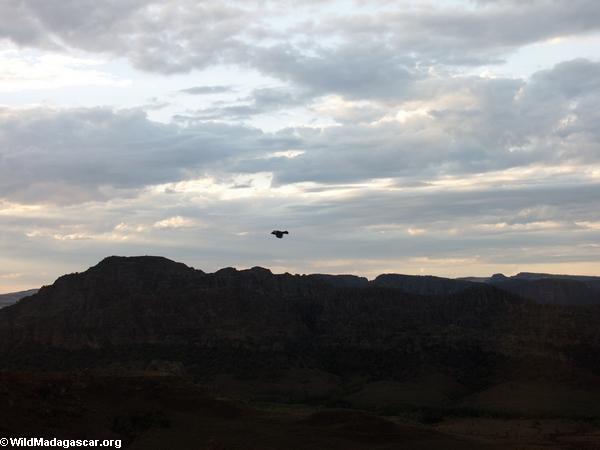 Pied crow flying above Isalo (Isalo) [1018-0045]
