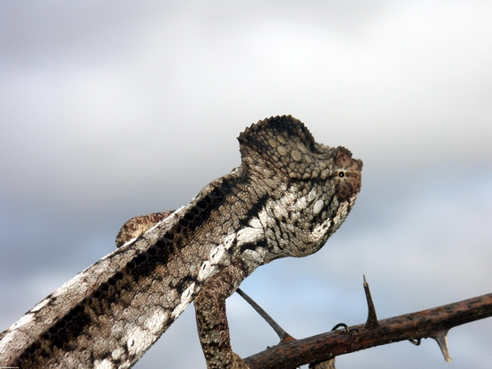 Juvenile Lateralis chameleon in Isalo (Isalo) [chameleon_isalo-1617_0063]