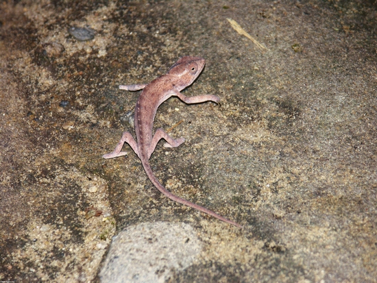 Juvenile Lateralis chameleon in Isalo (Isalo) [chameleon_isalo0125]