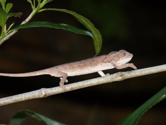 Juvenile Lateralis chameleon in Isalo (Isalo) [chameleon_isalo0129]