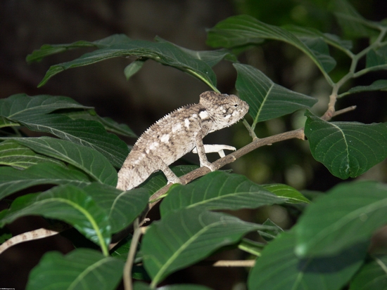 Juvenile Lateralis chameleon in Isalo (Isalo)