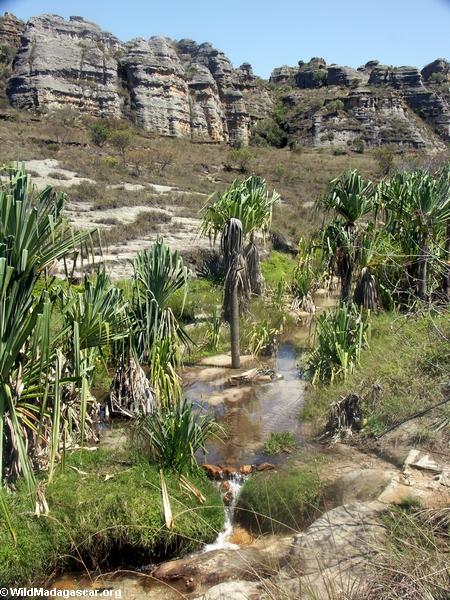 Isalo stream with palms and sandy substrate (Isalo)