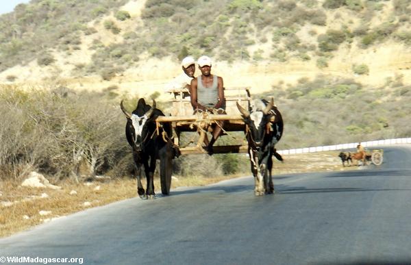 Zebu cart on road from Isalo (Isalo) [isalo-tulear0141]