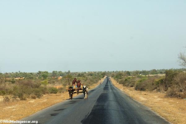 Zebu cart on road from Isalo (Isalo) [isalo-tulear0148]