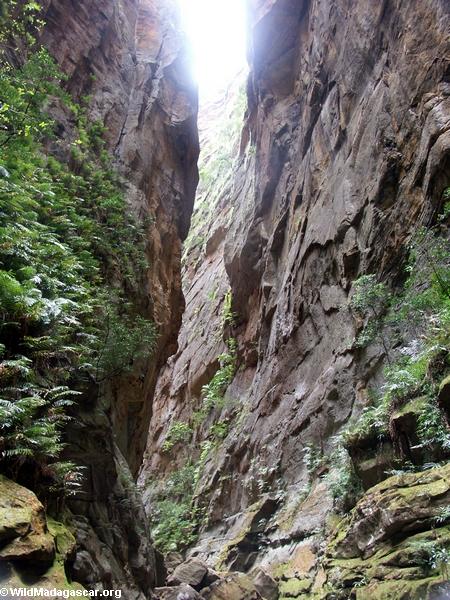 Canyon des Singes in Isalo NP (Isalo) [isalo_singes0164]