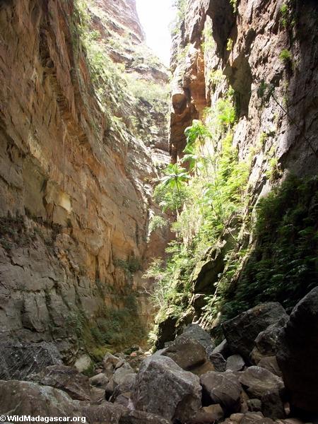 Canyon des Singes in Isalo NP (Isalo) [isalo_singes0167]