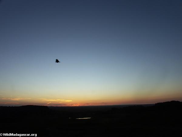 Sunrise over Isalo National Park (Isalo) [isalo_sunrise_bird_0014]