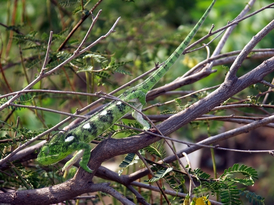 Bright green Furcifer oustaleti chameleon near Isalo (Isalo)