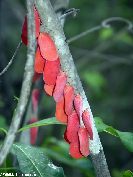 Adult Flatid leaf bugs (Phromnia rosea) 