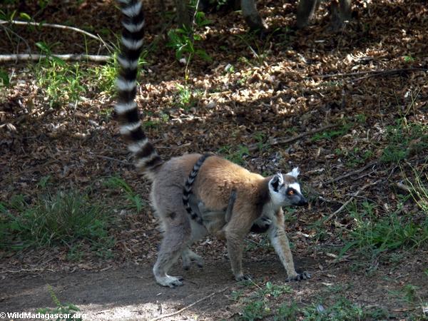 Ring-tailed lemur with baby hanging on stomach (Isalo)
