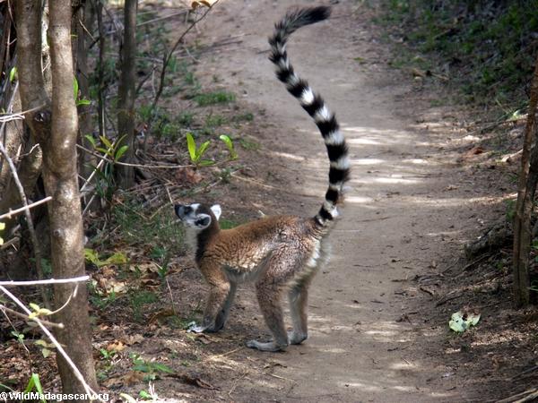 Ringtailed lemurs in Isalo National Park (Isalo)