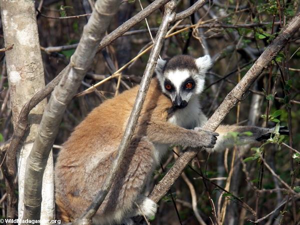 Ring-tailed lemur in Isalo National Park tree (Isalo)