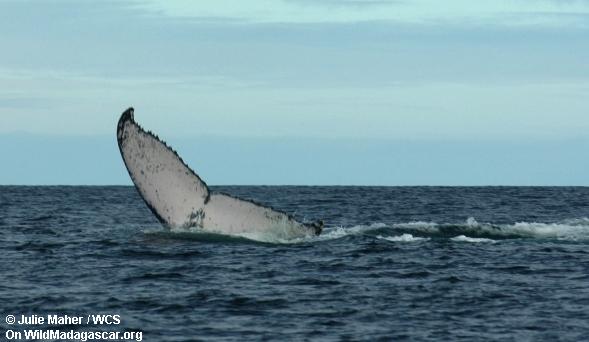 Picture: Humpback whales in the Bay of Antongil