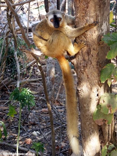 Red-fronted brown lemur in tree (Kirindy)
